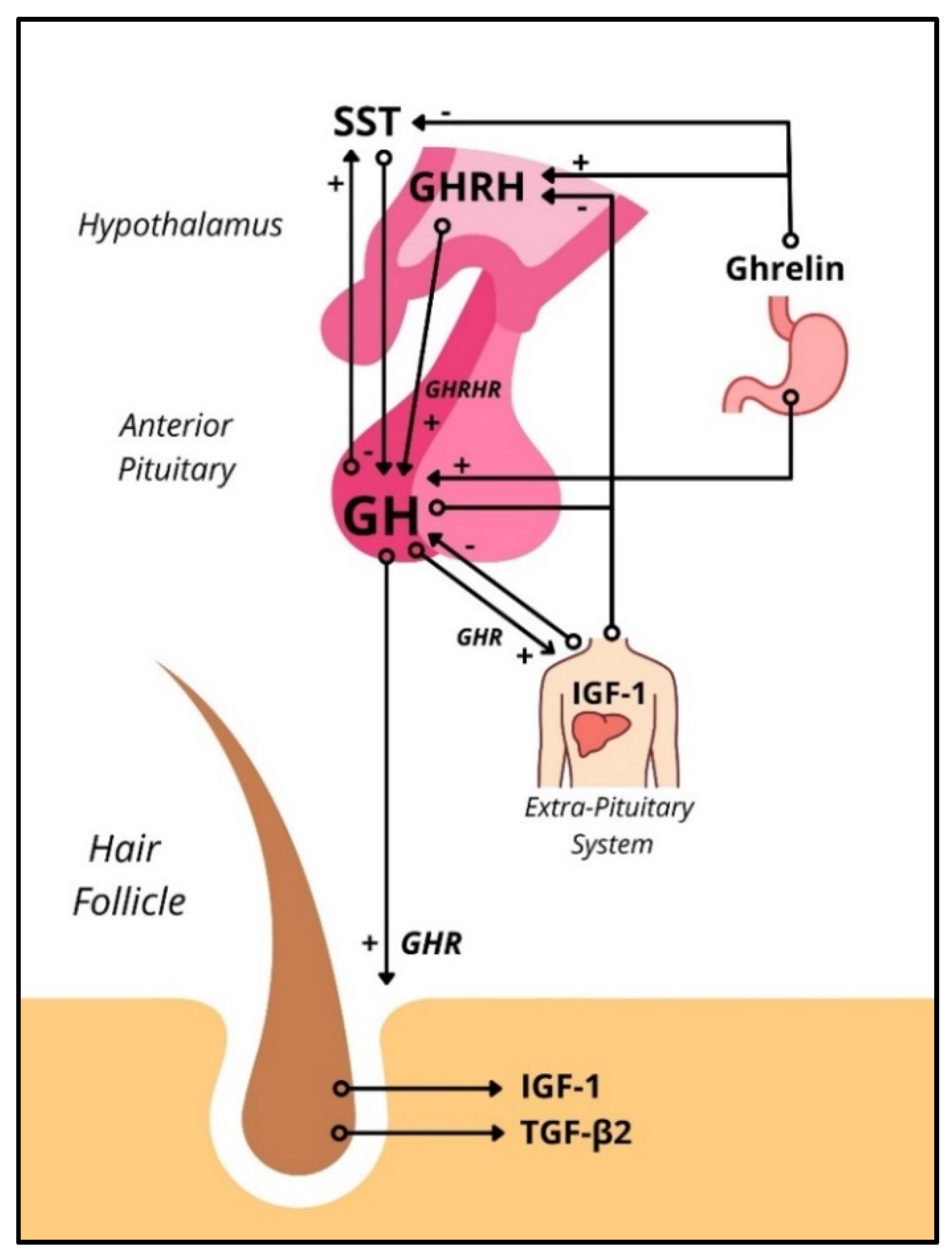 IJMS | Free Full-Text | Growth Hormone and the Human Hair Follicle