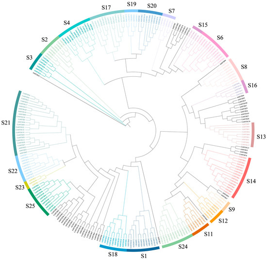 Genome-Wide Identification of the MYB Gene Family in ...