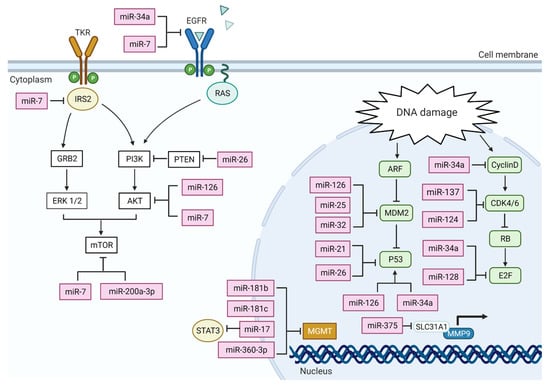 IJMS | Free Full-Text | MicroRNAs Regulate Cell Cycle and Cell Death ...