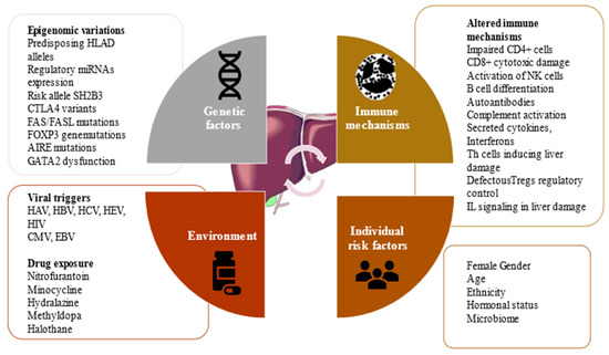 IJMS | Free Full-Text | Pathogenesis of Autoimmune Hepatitis—Cellular ...