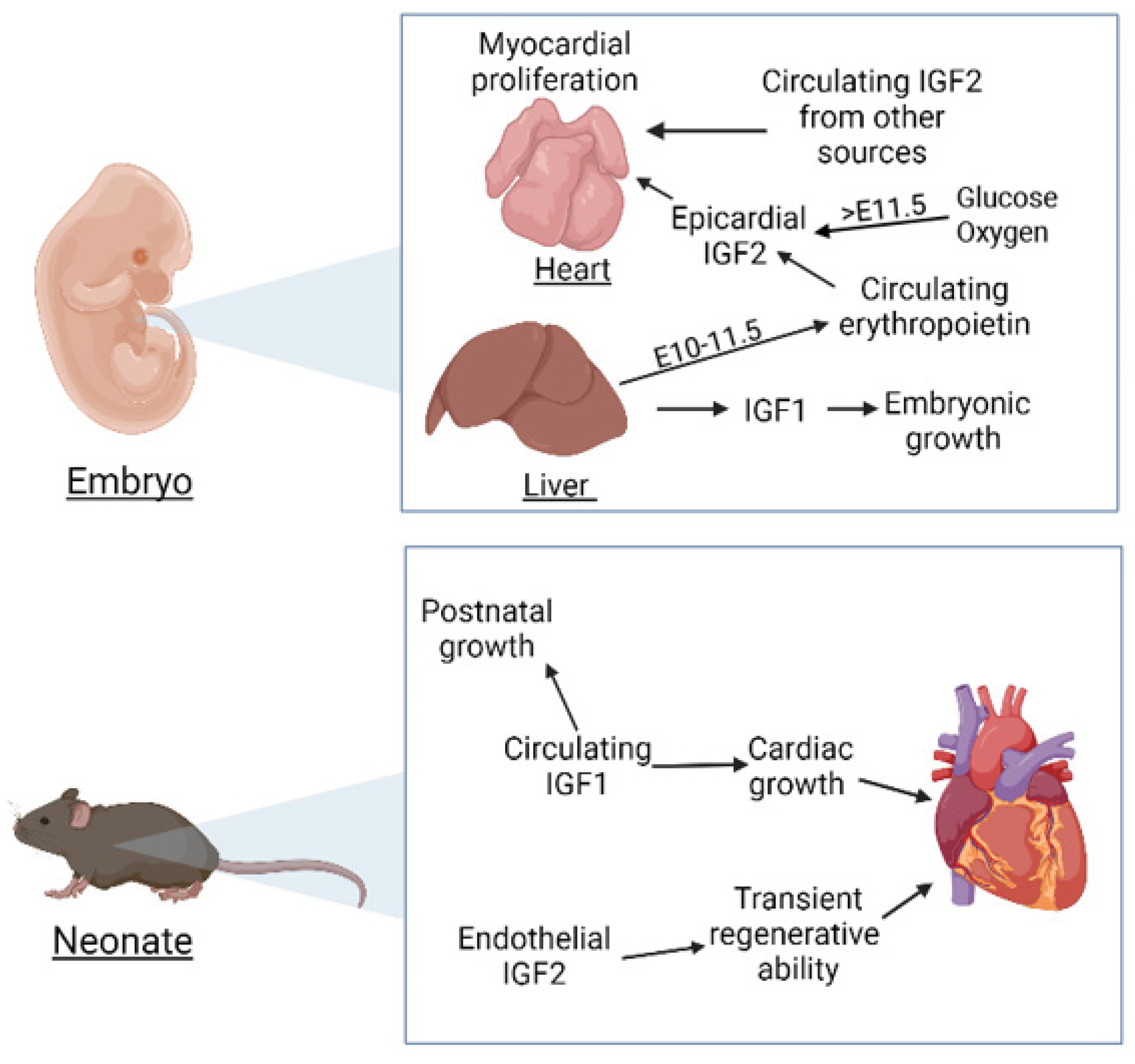 IJMS | Free Full-Text | The Insulin-like Growth Factor Signalling Pathway  in Cardiac Development and Regeneration