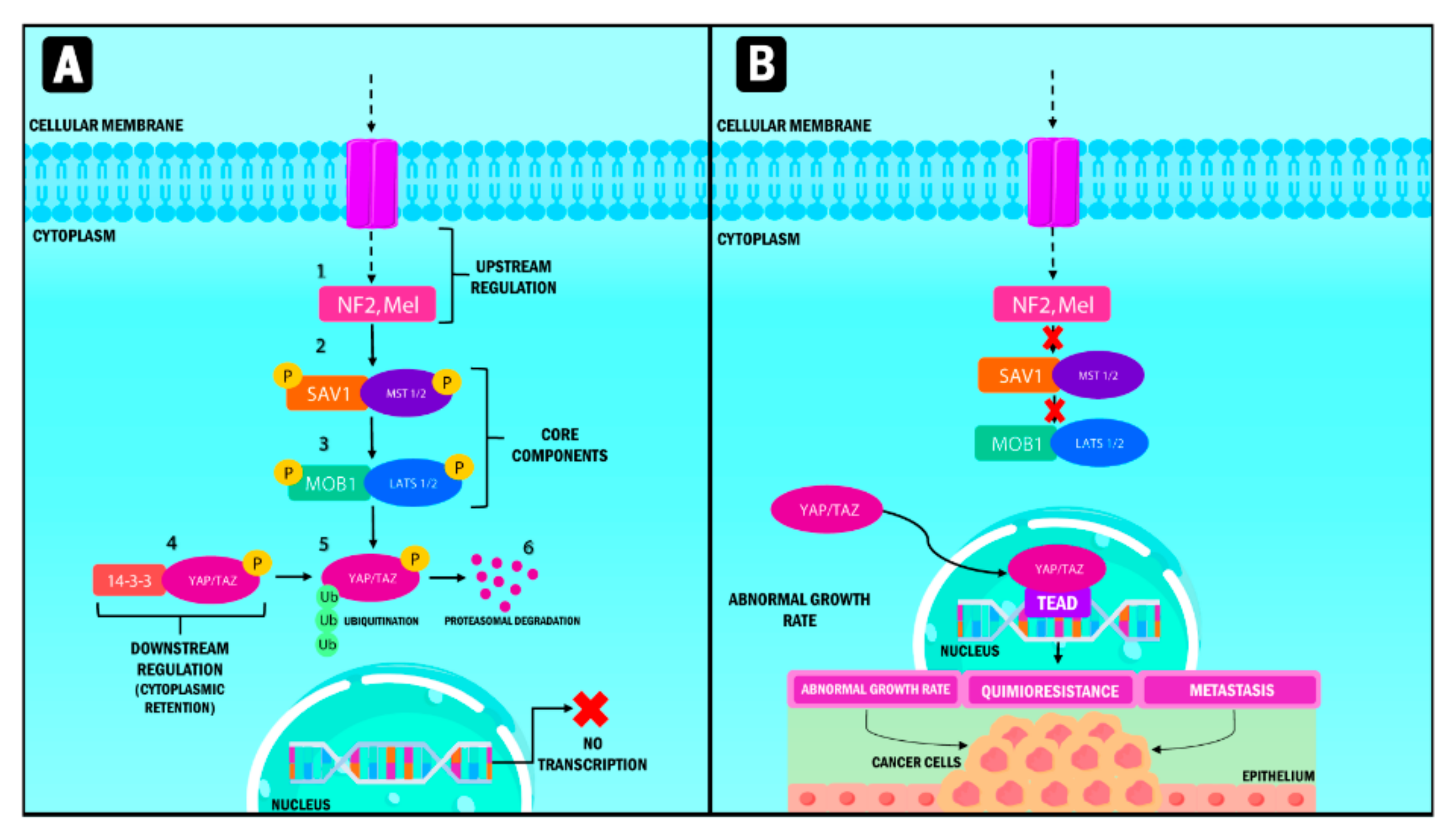 YAP and endothelin-1 signaling: an emerging alliance in cancer