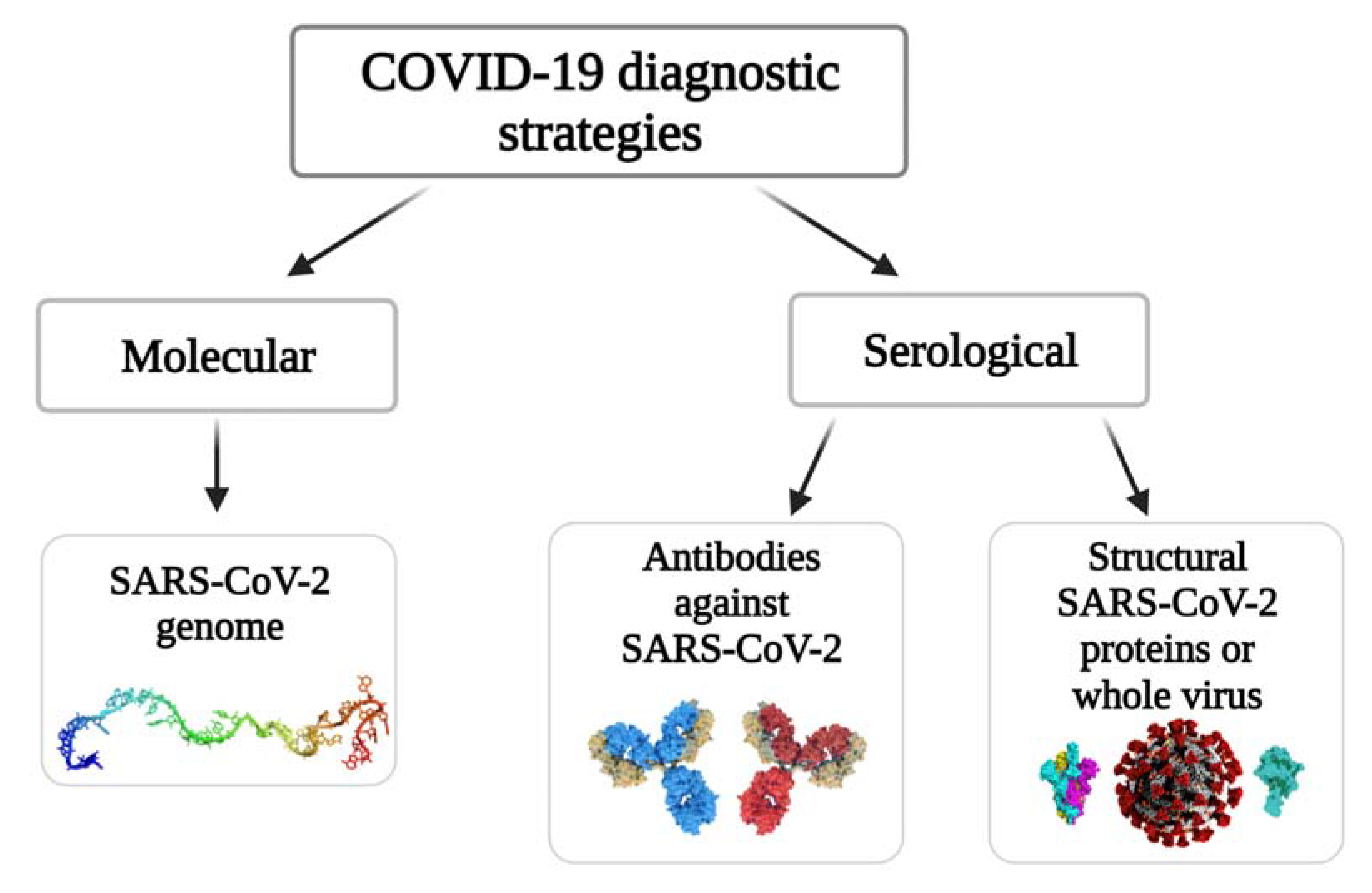 IJMS | Free Full-Text | Biosensors for the Determination of SARS-CoV-2  Virus and Diagnosis of COVID-19 Infection