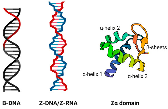 IJMS | Free Full-Text | Searching for New Z-DNA/Z-RNA Binding