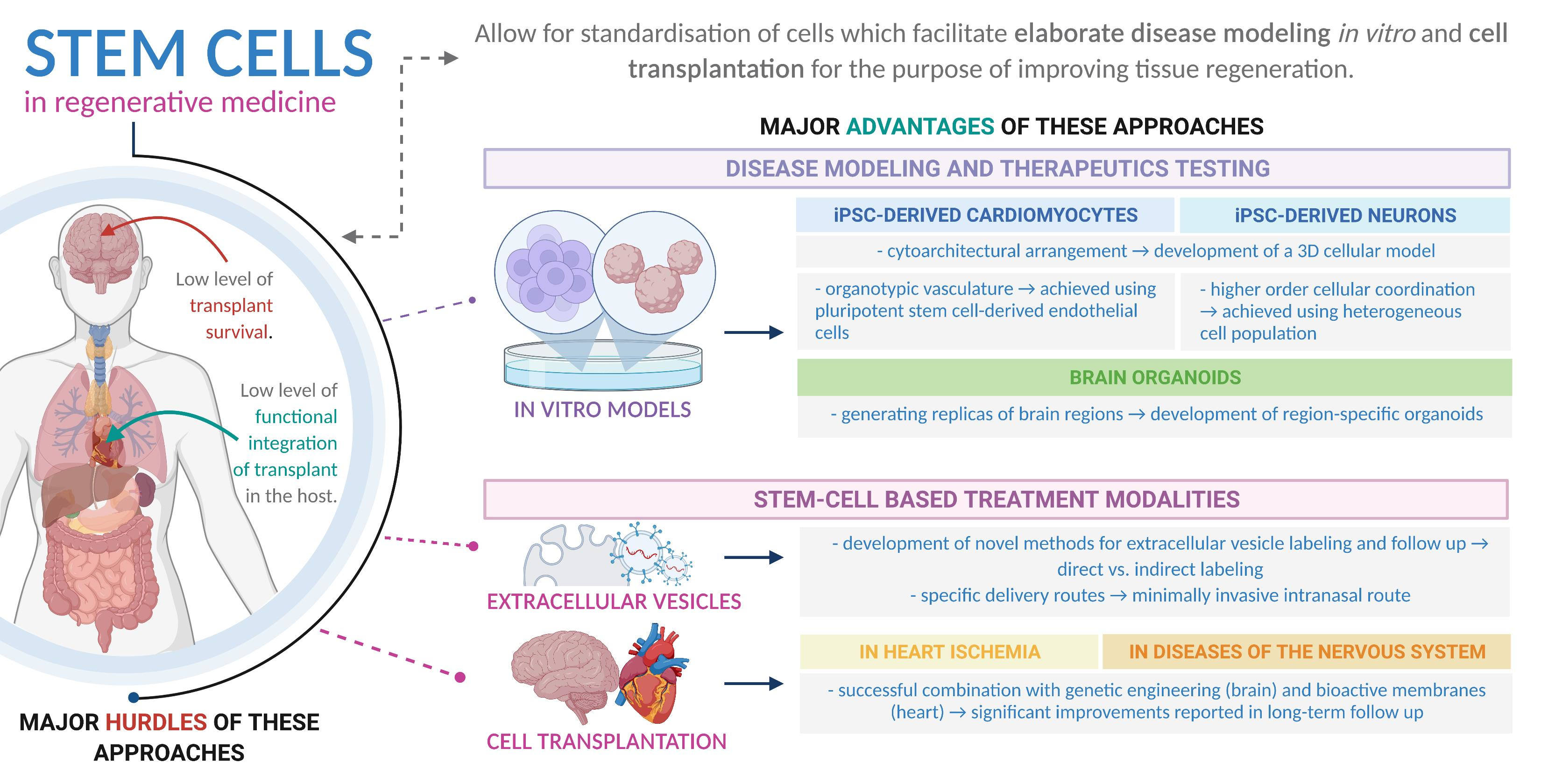 Stem Cell Therapies Expand Horizon of Regenerative Medicine - Science in  the News