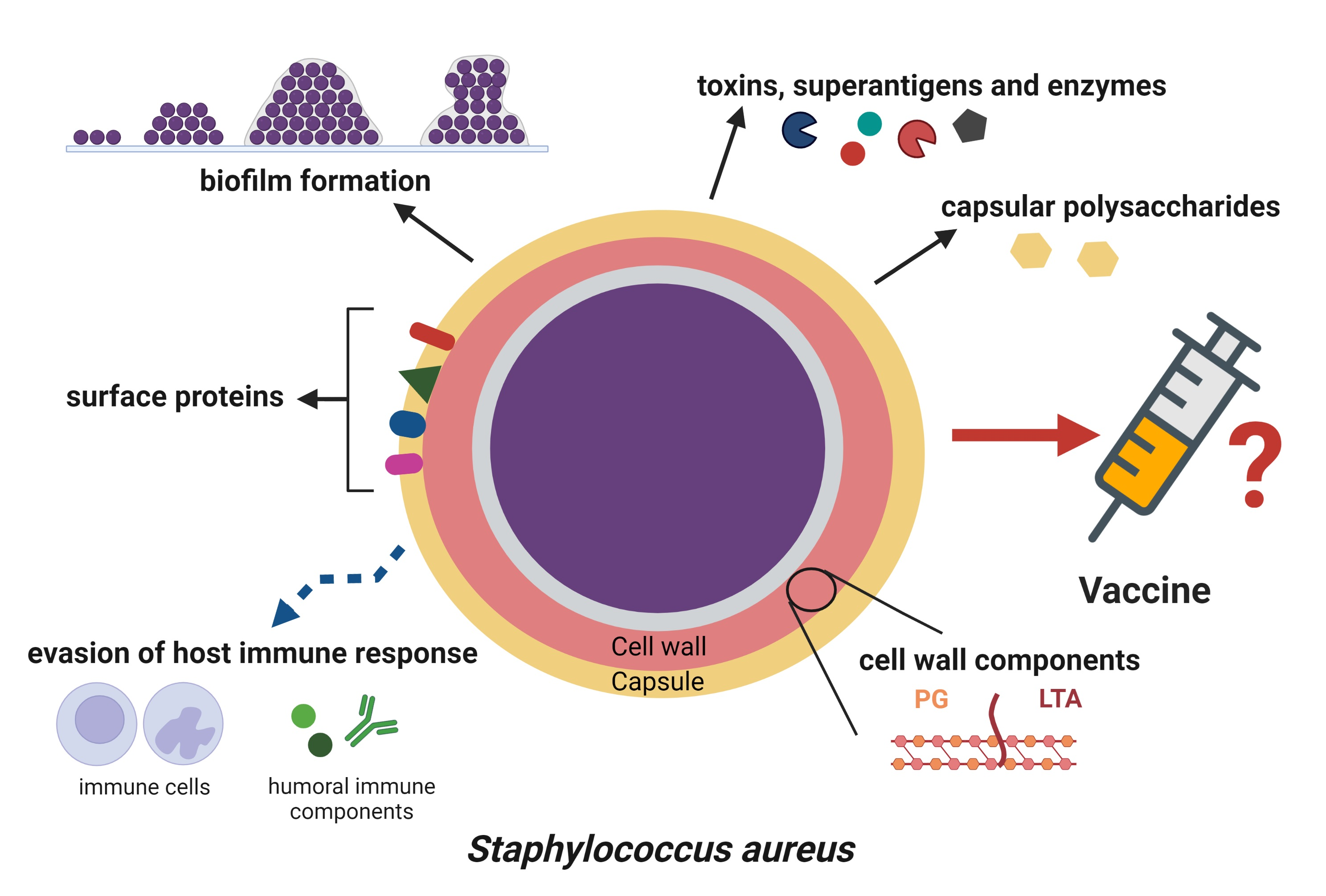 Staphylococcus aureus — GRAM Project