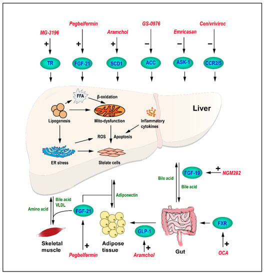 IJMS | Free Full-Text | Development of Thyroid Hormones and Synthetic ...