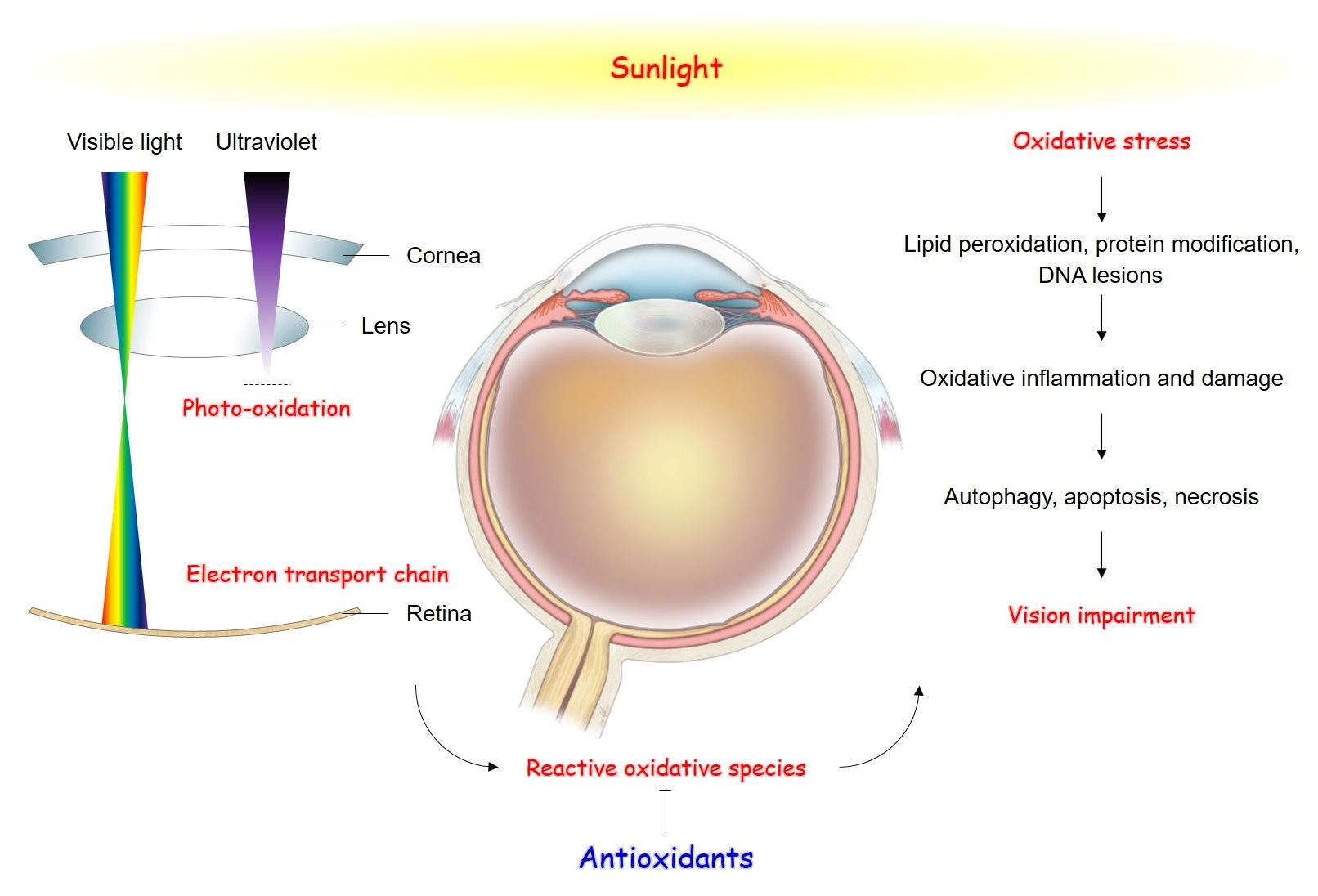 oxidative stress and eye health