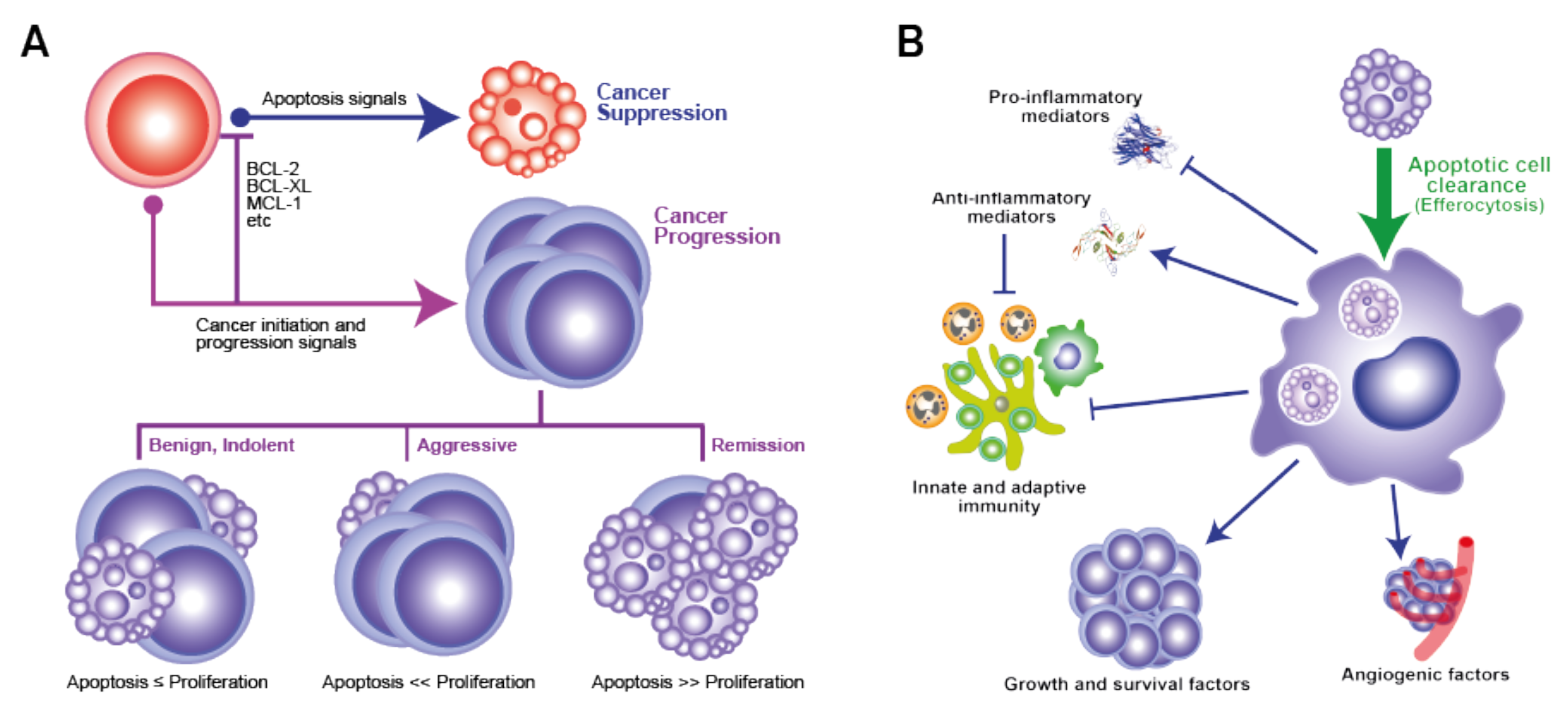 Ijms Free Full Text The Apoptosis Paradox In Cancer