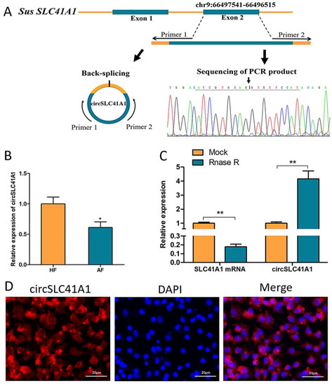 CLOSE　C‐C‐B Protein neddylation and its role in health and diseases