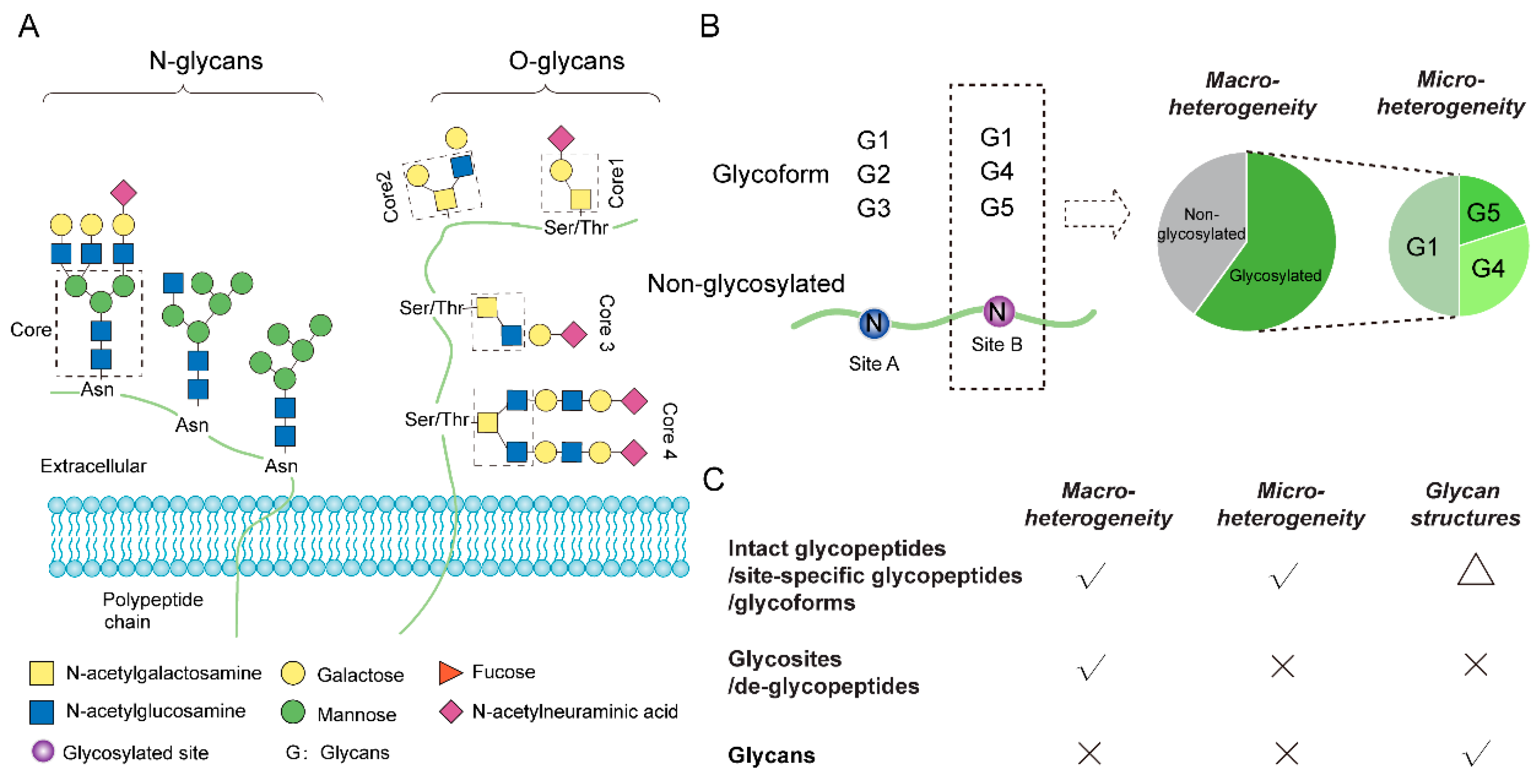 Qualitative and Quantitative Analyses for Protein Glycosylation