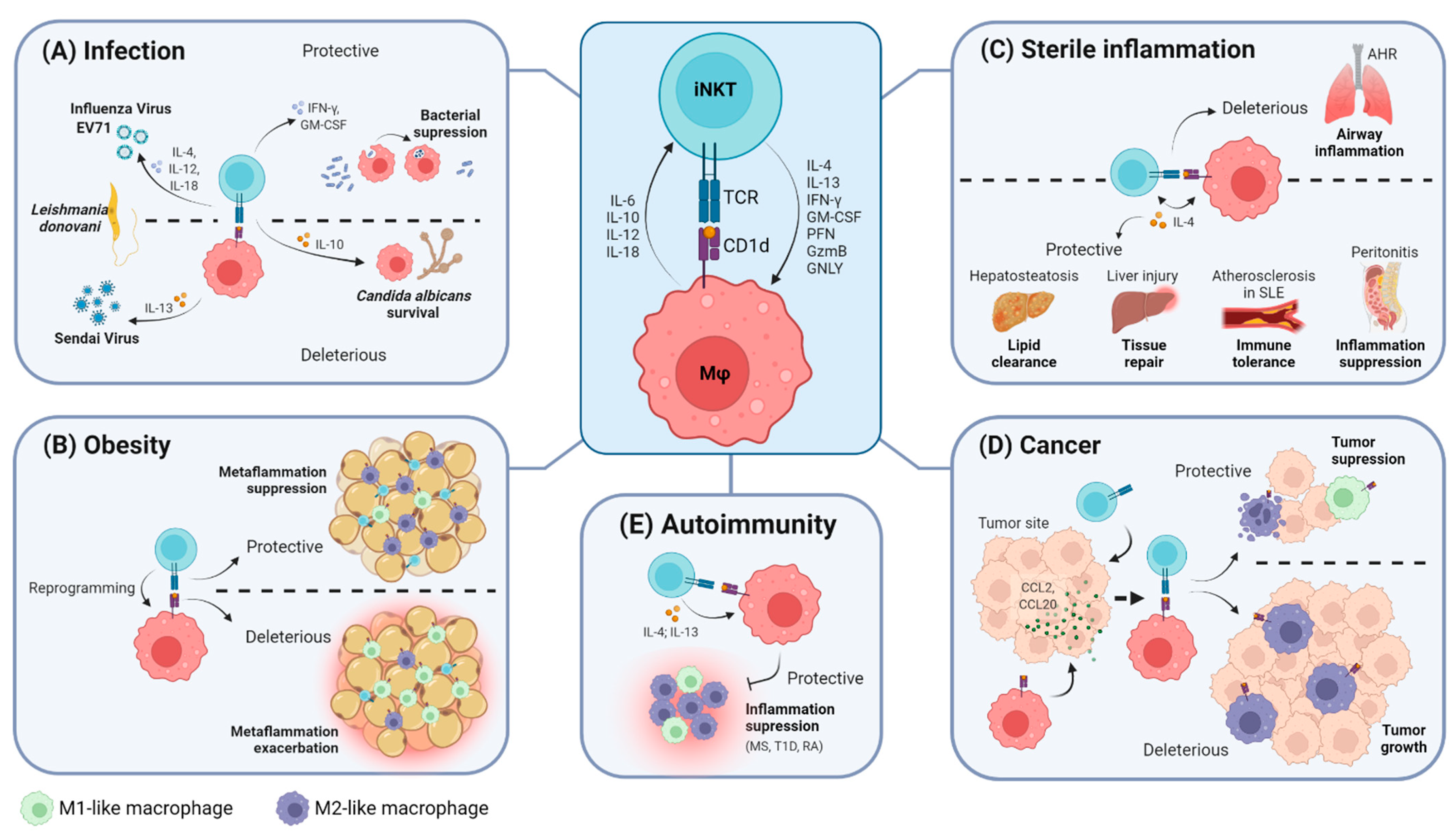 Aktentas kam veerboot IJMS | Free Full-Text | The iNKT Cell&ndash;Macrophage Axis in Homeostasis  and Disease