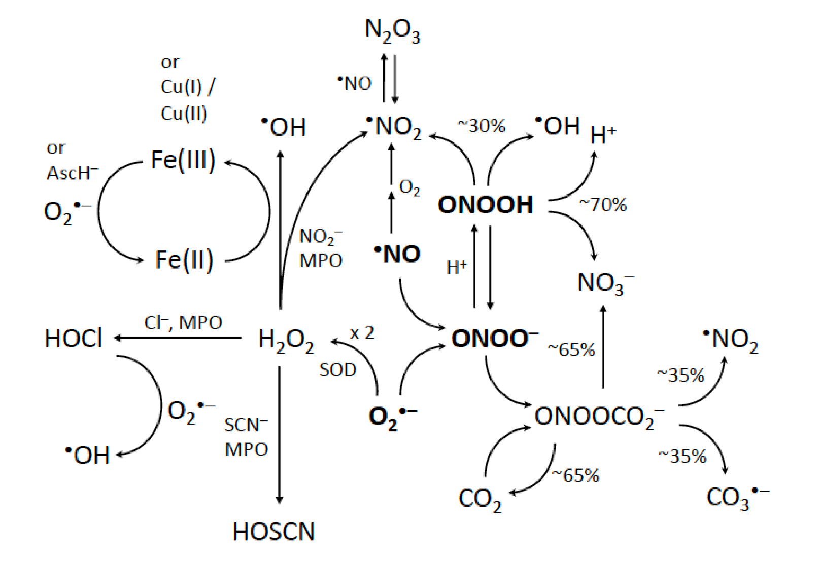 Peroxynitrite (ONOO − ) generation from the HA-TPP@NORM