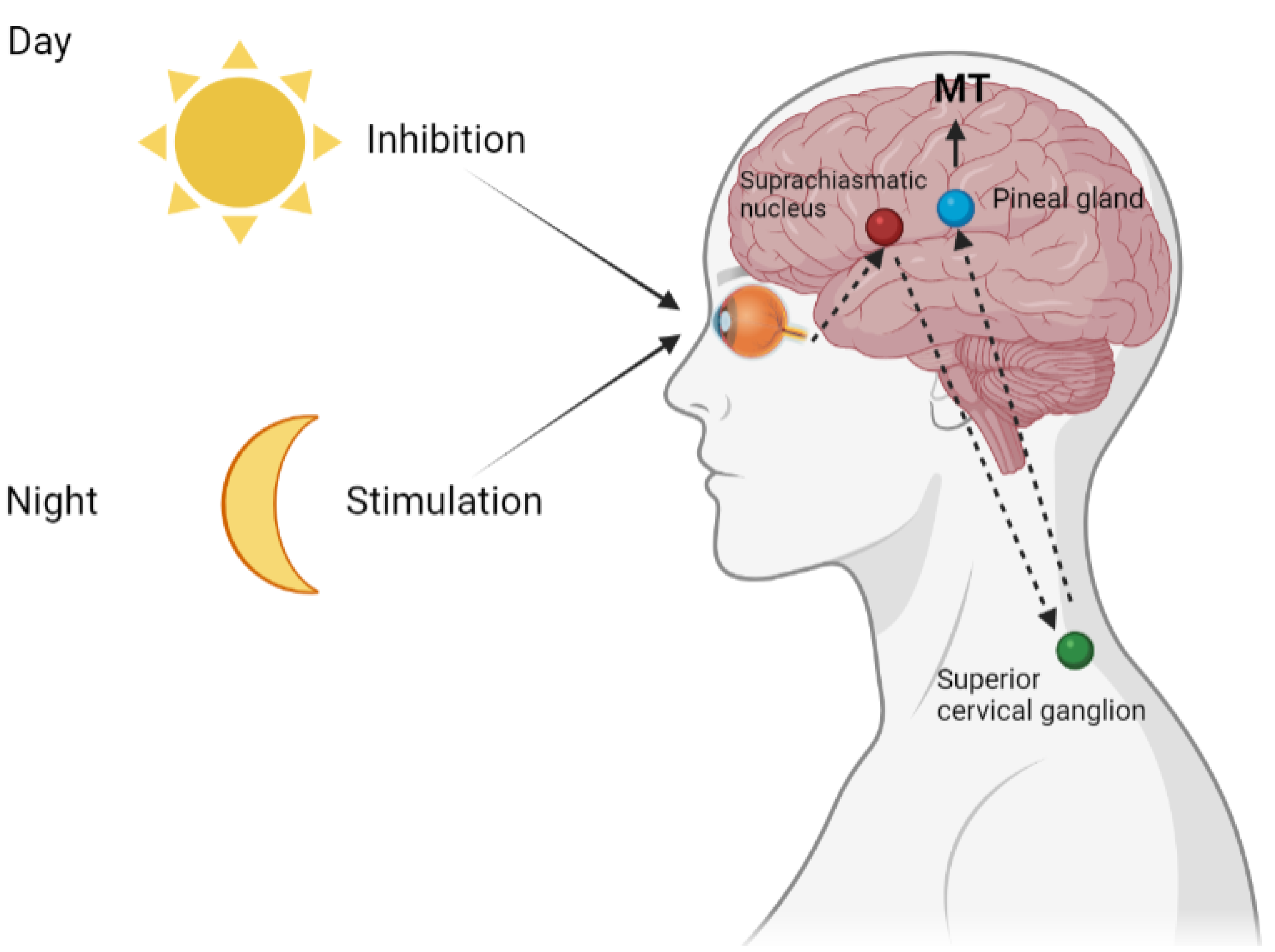 IJMS Free Full Text Melatonin As The Cornerstone Of 