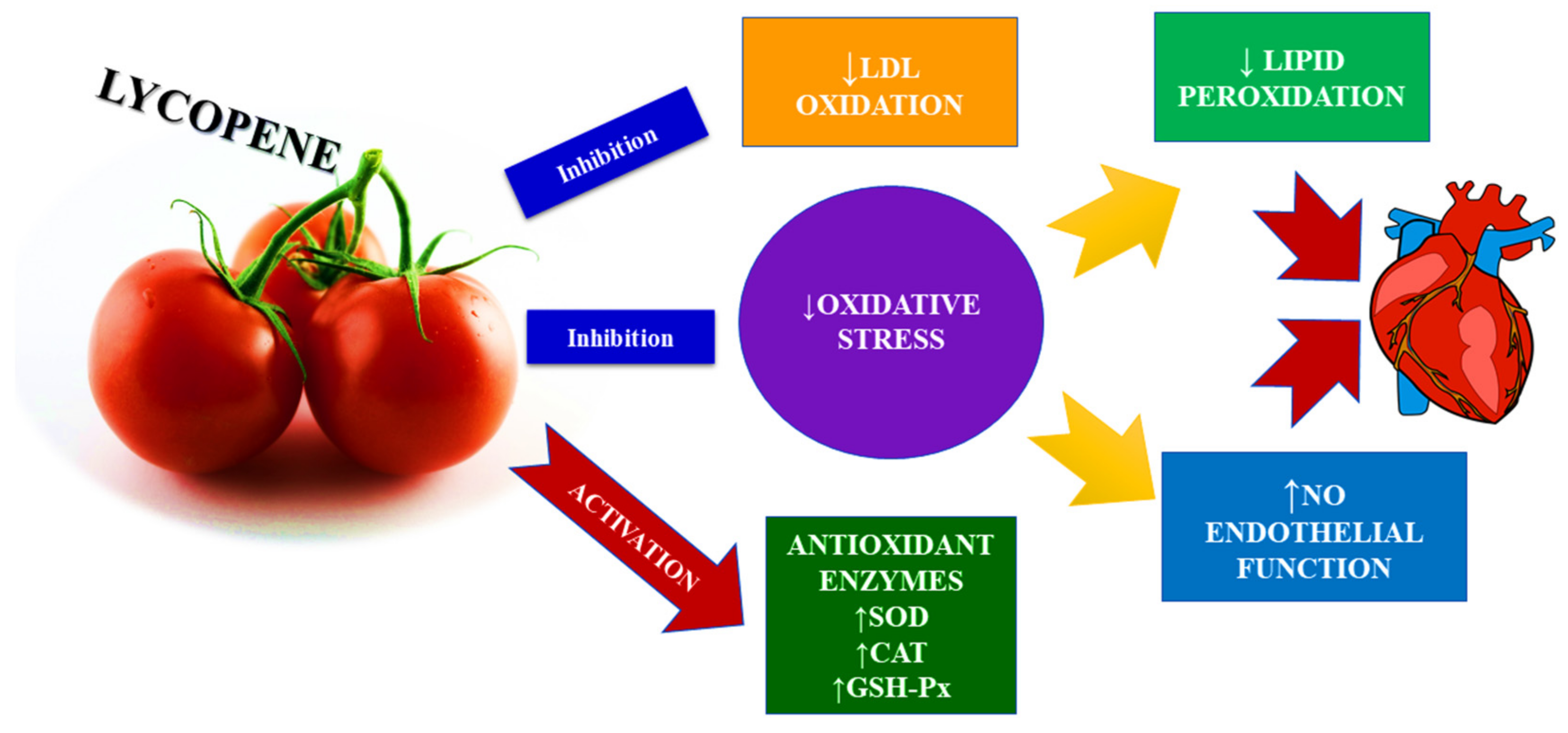 lycopene powder bulk supplier Yangge Biotech lycopene powder bulk supplier Yangge Biotech