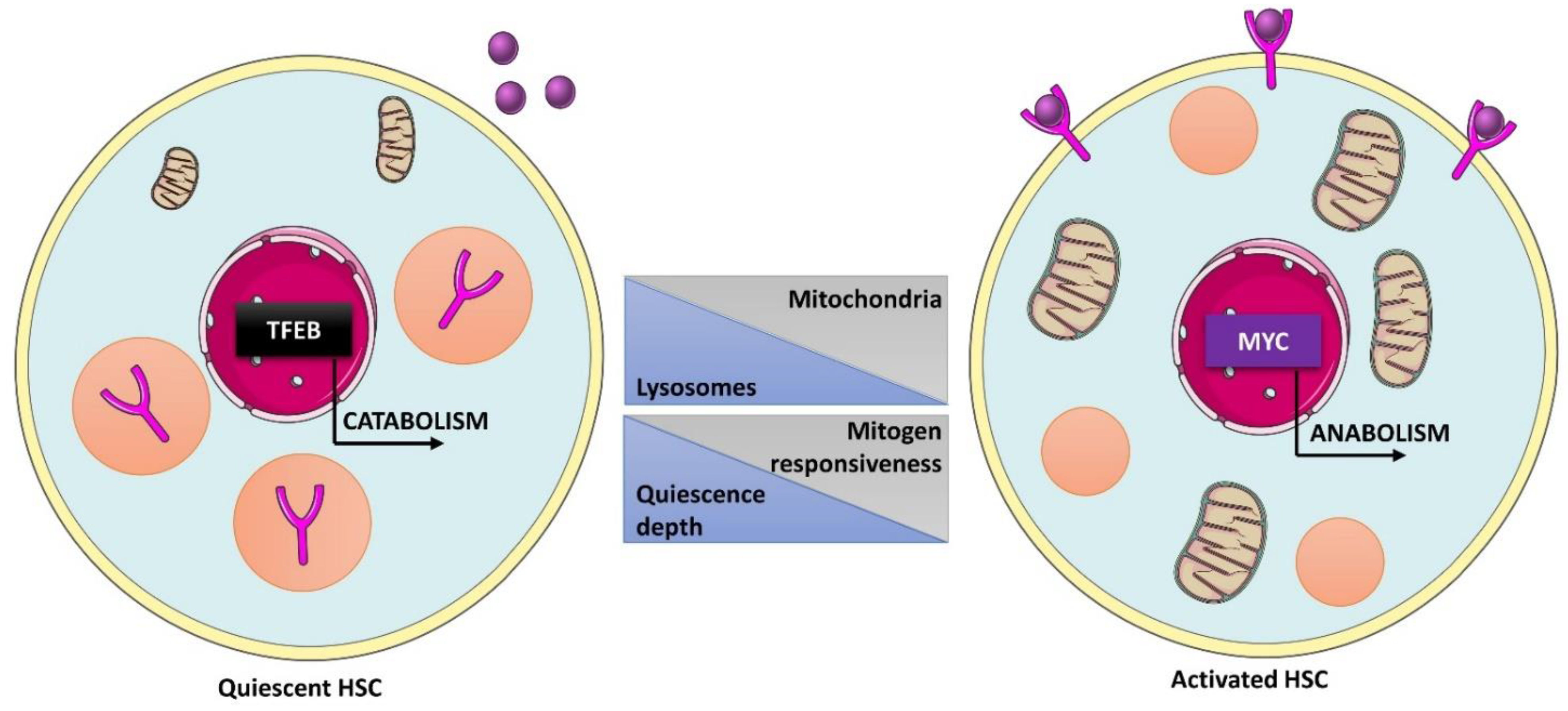 IJMS | Free Full-Text | Lysosomes at the Crossroads of Cell Metabolism, Cell  Cycle, and Stemness