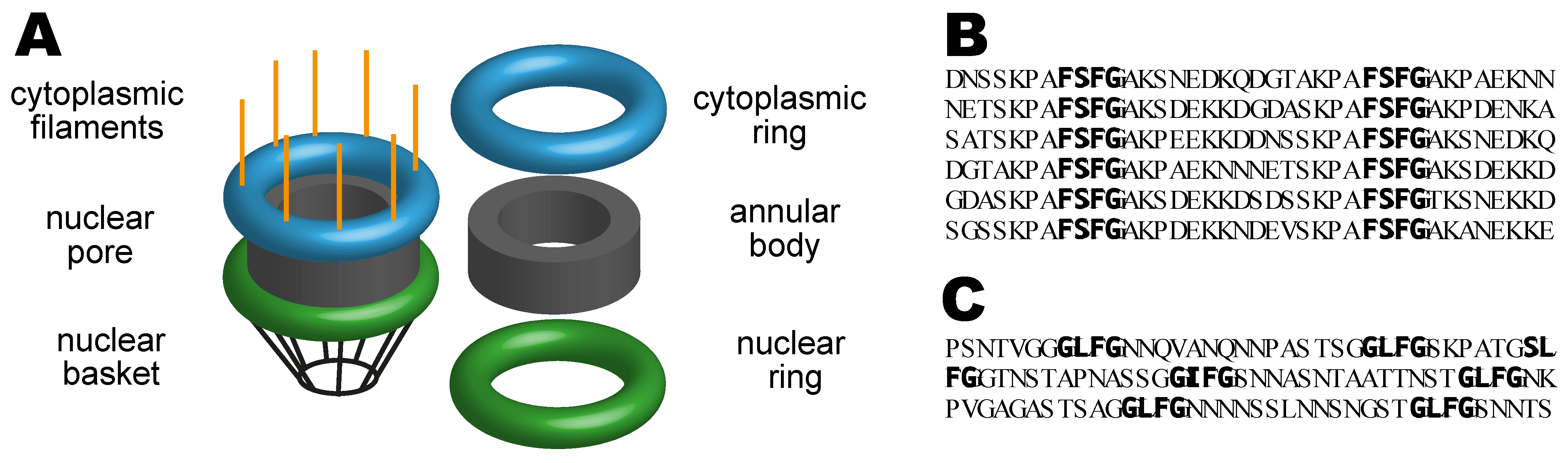 Standard karyotype of C. riparius; Balbiani Ring (BR); Nucleolar... |  Download Scientific Diagram