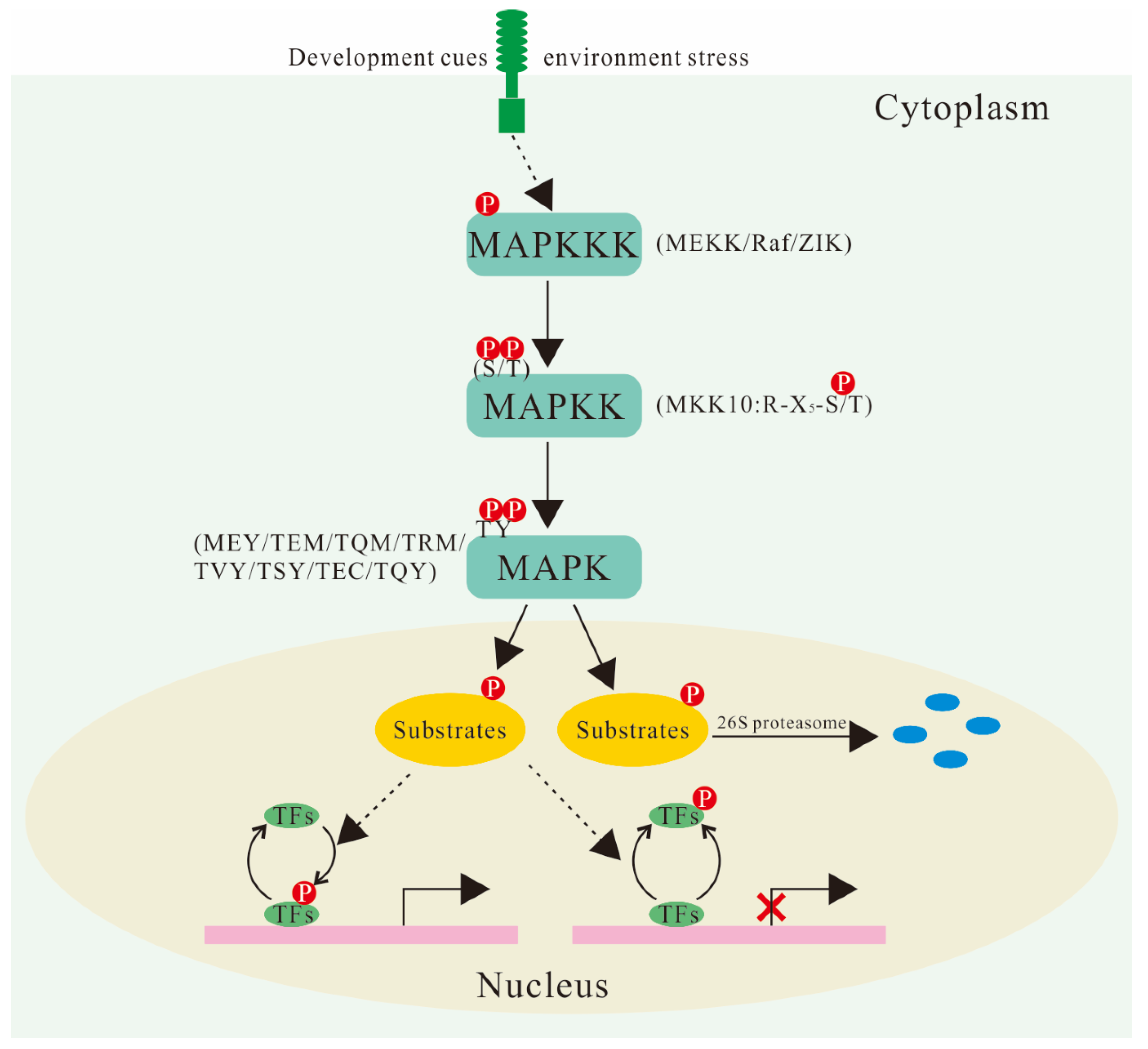 mitogen activated protein kinase pathway        <h3 class=