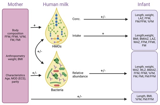 Characterization and Quantification of Oligosaccharides in Human Milk and  Infant Formula