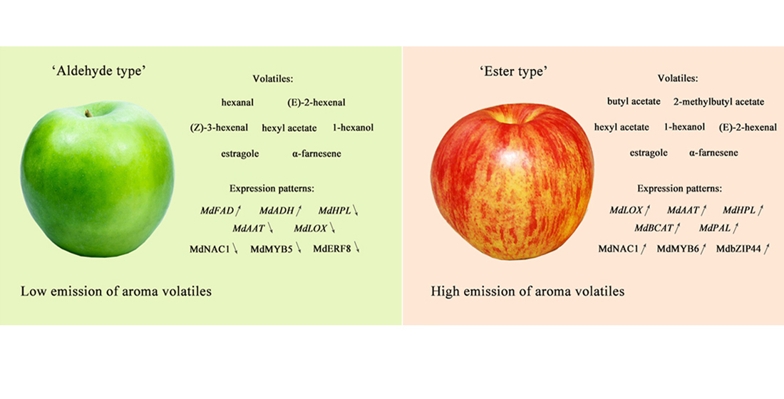 Researchers Sequence Genome of Honeycrisp Apple Cultivar