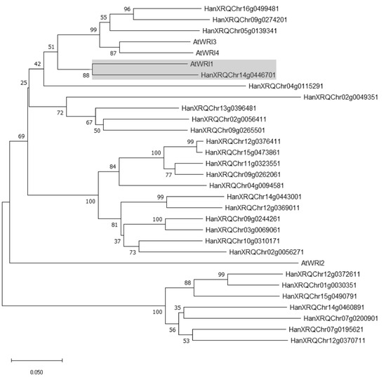 IJMS | Free Full-Text | Sunflower WRINKLED1 Plays a Key Role in ...