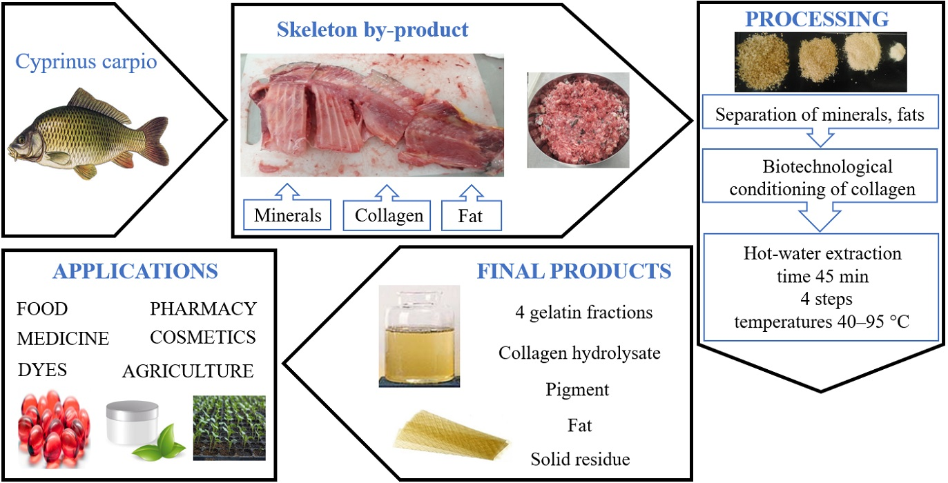 IJMS | Free Full-Text | Cyprinus carpio Skeleton Byproduct as a Source of  Collagen for Gelatin Preparation