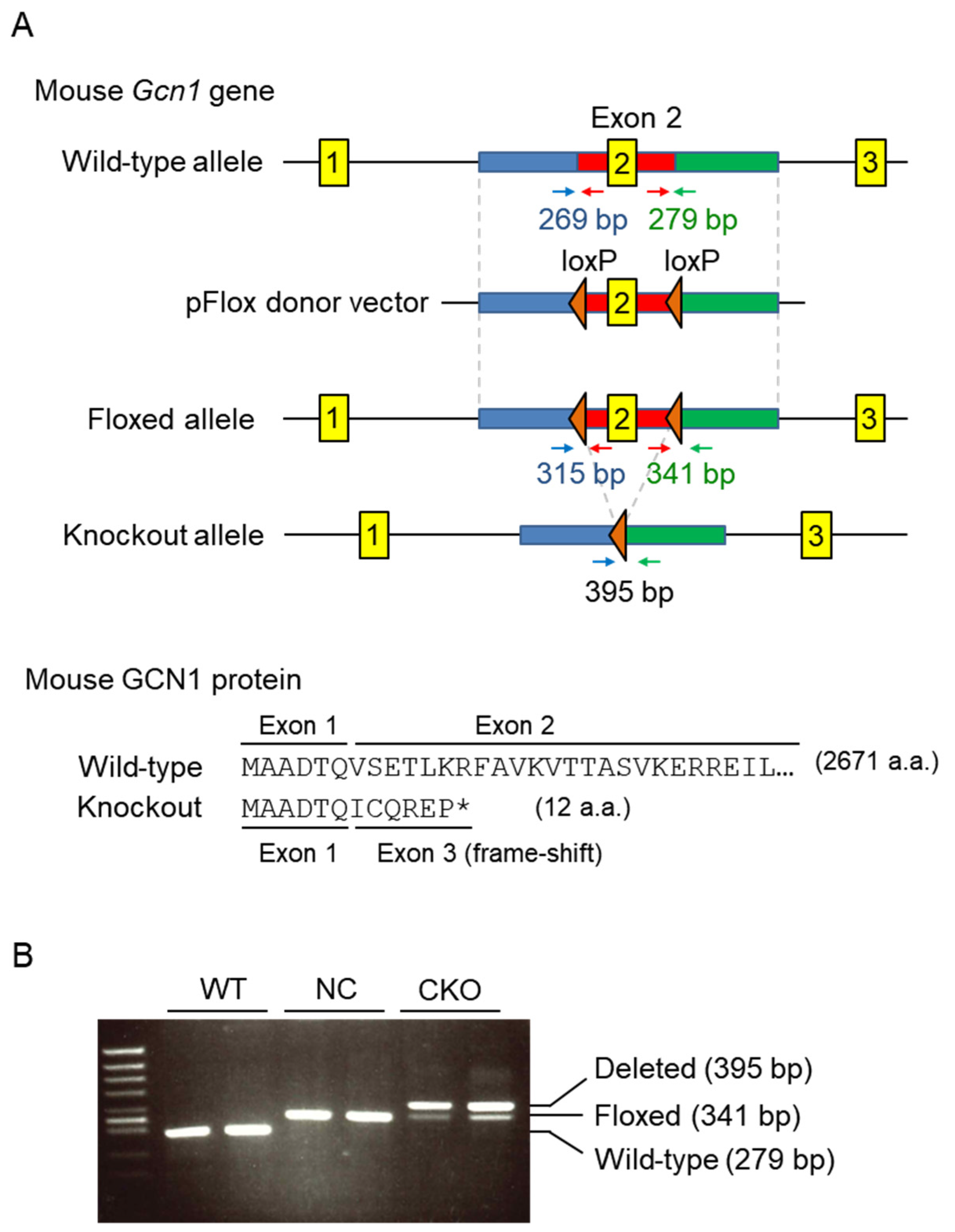 IJMS | Free Full-Text | Inducible Systemic Gcn1 Deletion in Mice 