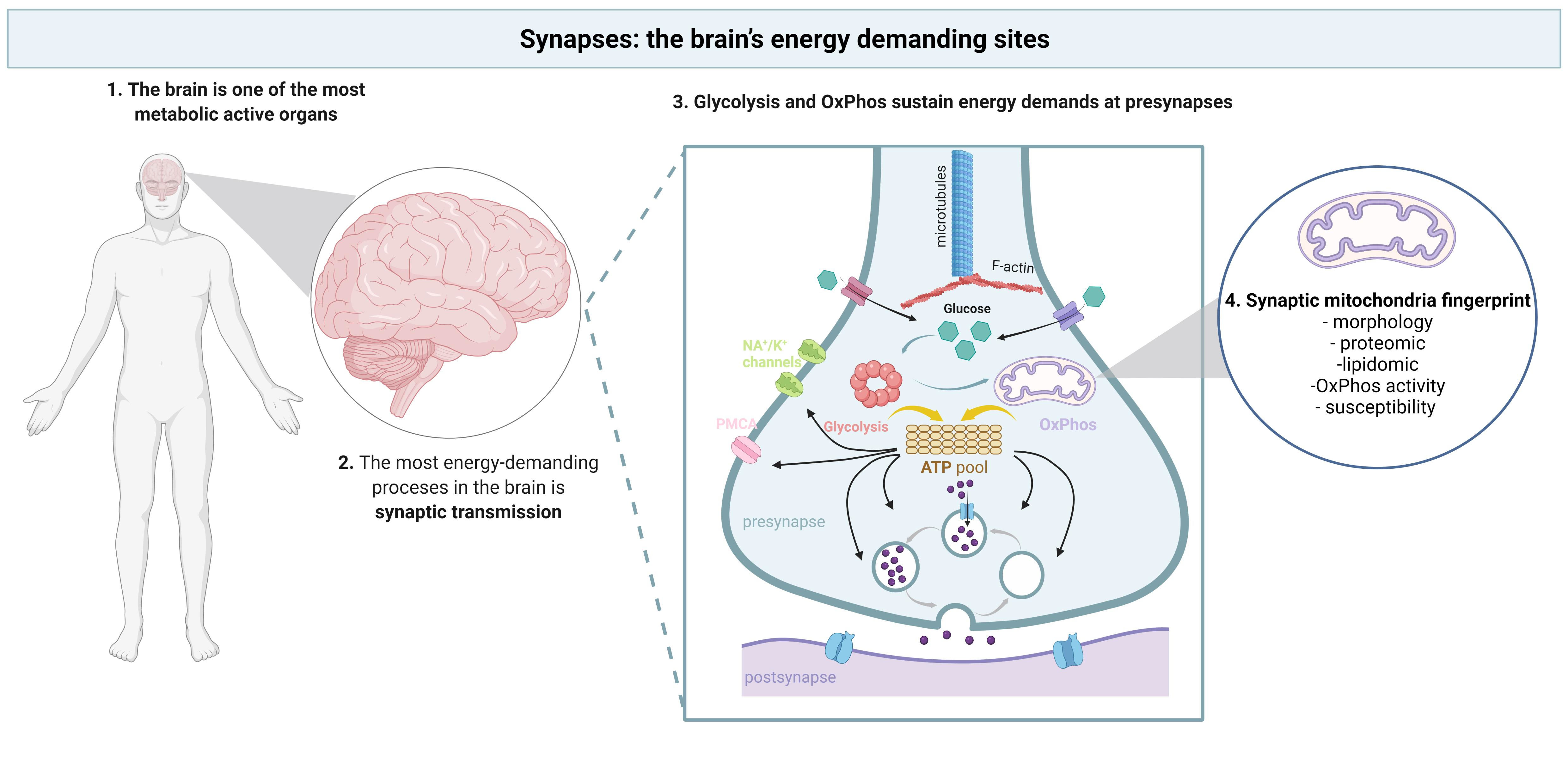 Lactate Attenuates Synaptic Transmission and Affects Brain Rhythms  Featuring High Energy Expenditure - ScienceDirect