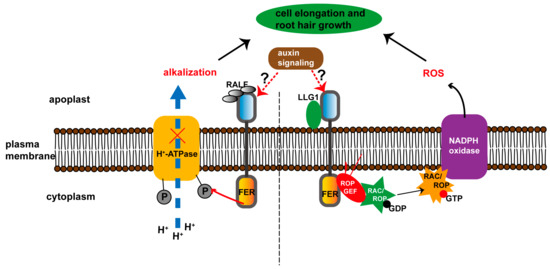 IJMS | Free Full-Text | FERONIA Receptor Kinase Integrates with Hormone ...