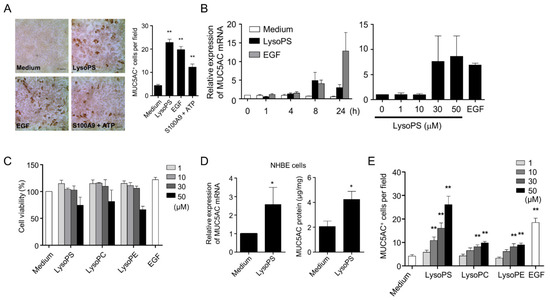 IJMS | Free Full-Text | Lysophosphatidylserine Induces MUC5AC ...