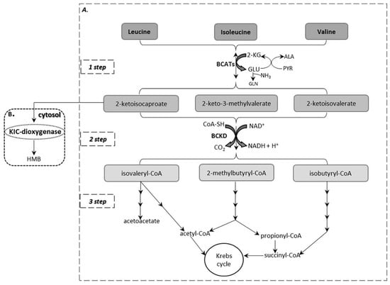 IJMS | Free Full-Text | The Critical Role Of The Branched Chain Amino ...