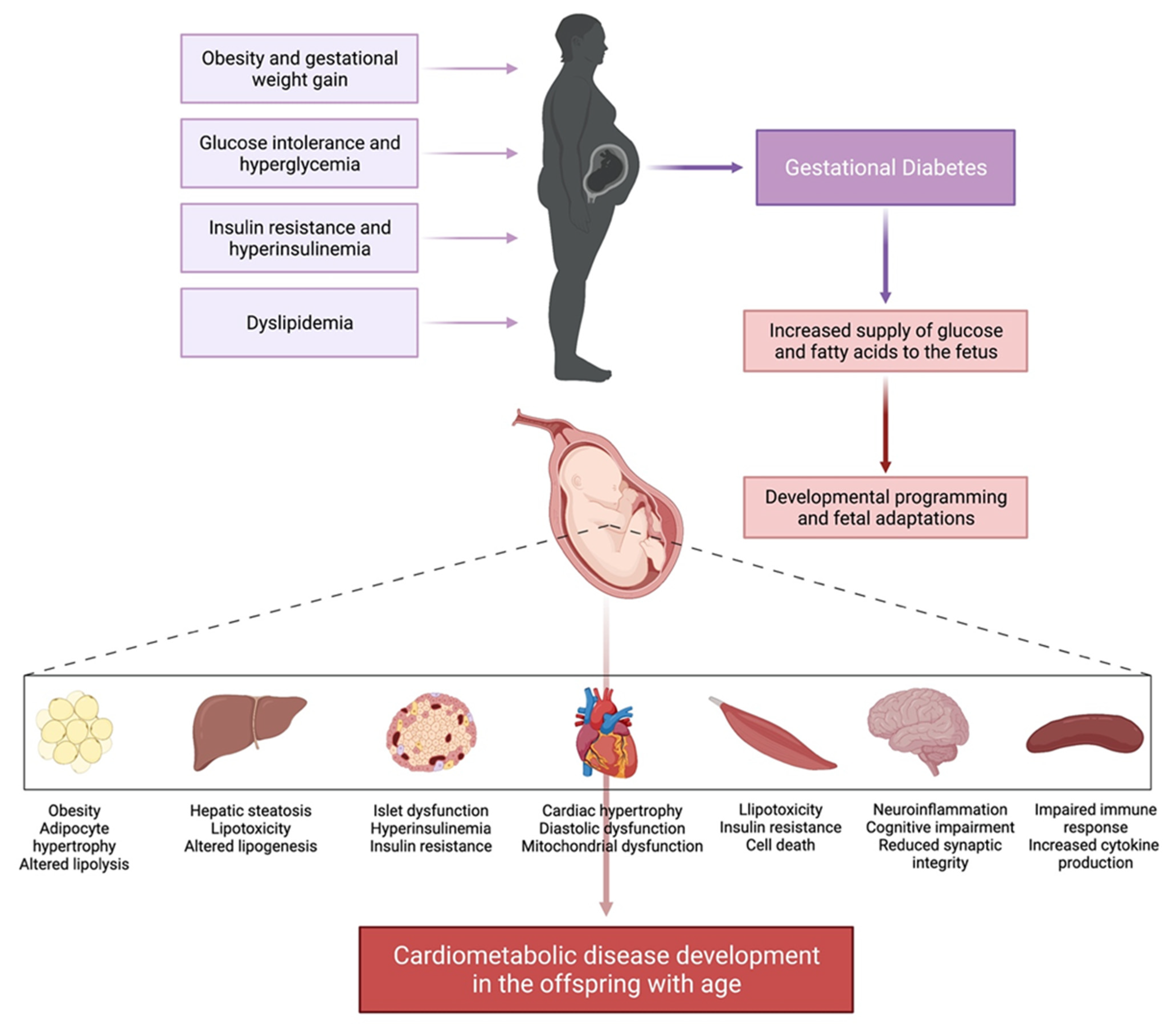 IJMS Free Full-Text Recent Experimental Studies of Maternal Obesity, Diabetes during Pregnancy and the Developmental Origins of Cardiovascular Disease