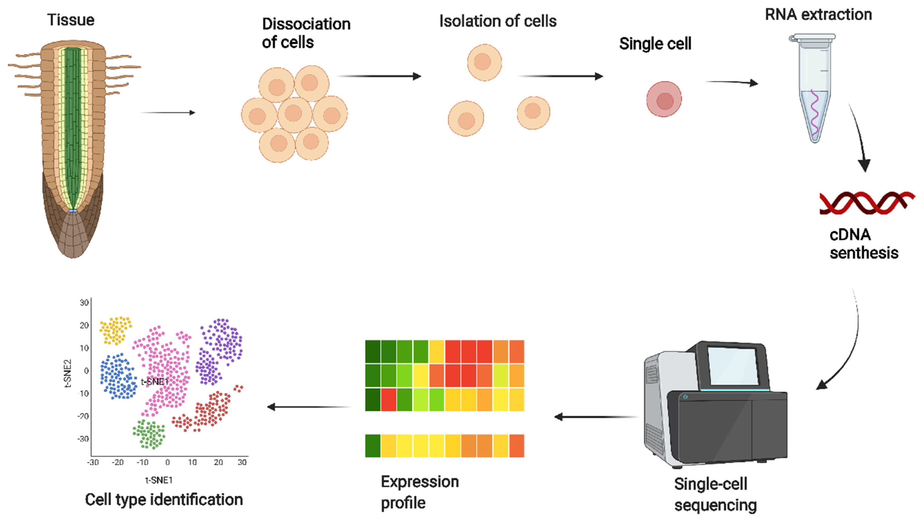 IJMS | Free Full-Text | Single-Cell RNA Sequencing for Plant Research:  Insights and Possible Benefits