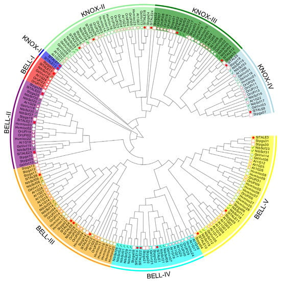 IJMS | Free Full-Text | Identification of TALE Transcription Factor ...