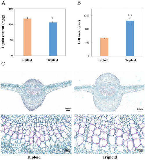 Insights into the Molecular Regulation of Lignin Content in Triploid ...