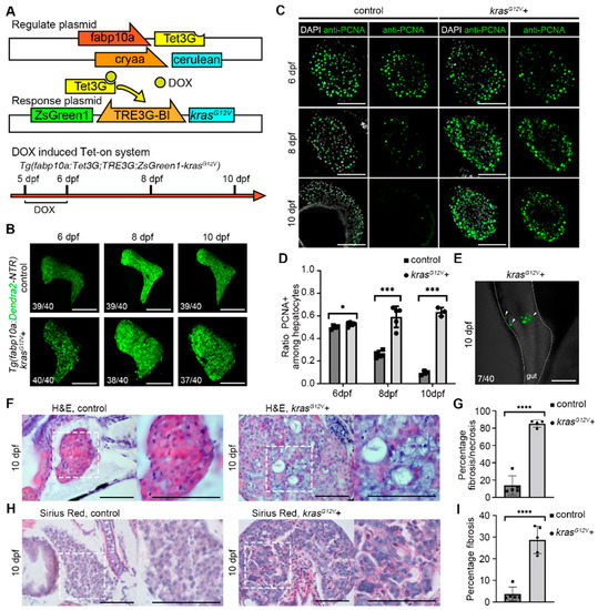 IJMS | Free Full-Text | Notch–Sox9 Axis Mediates Hepatocyte 