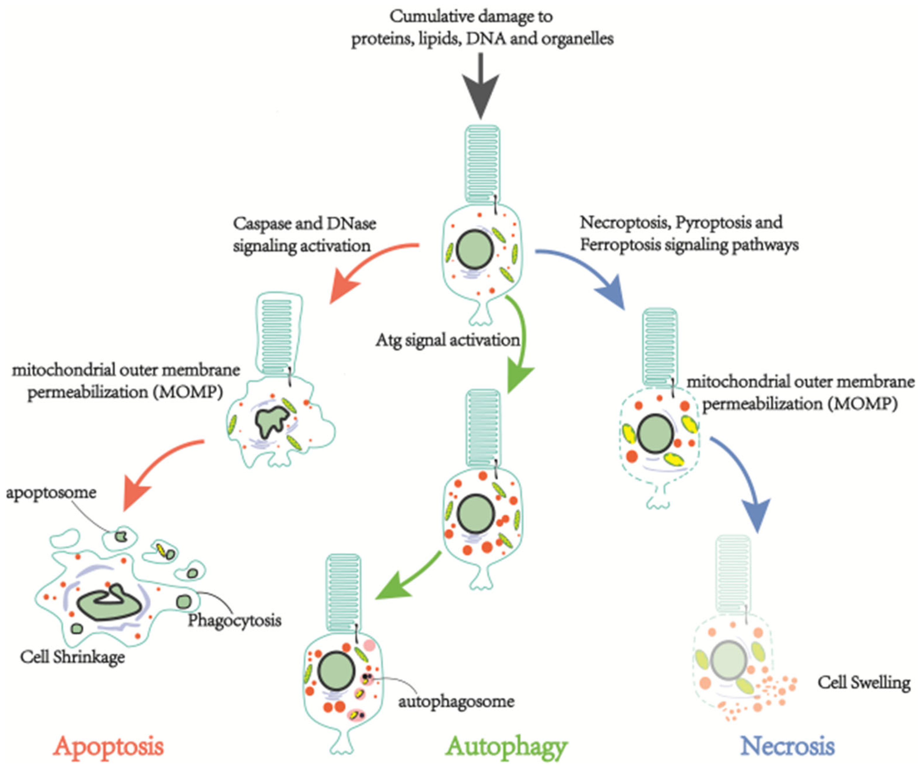 | Full-Text | Retinitis Pigmentosa: Progress in Molecular Pathology and Biotherapeutical Strategies