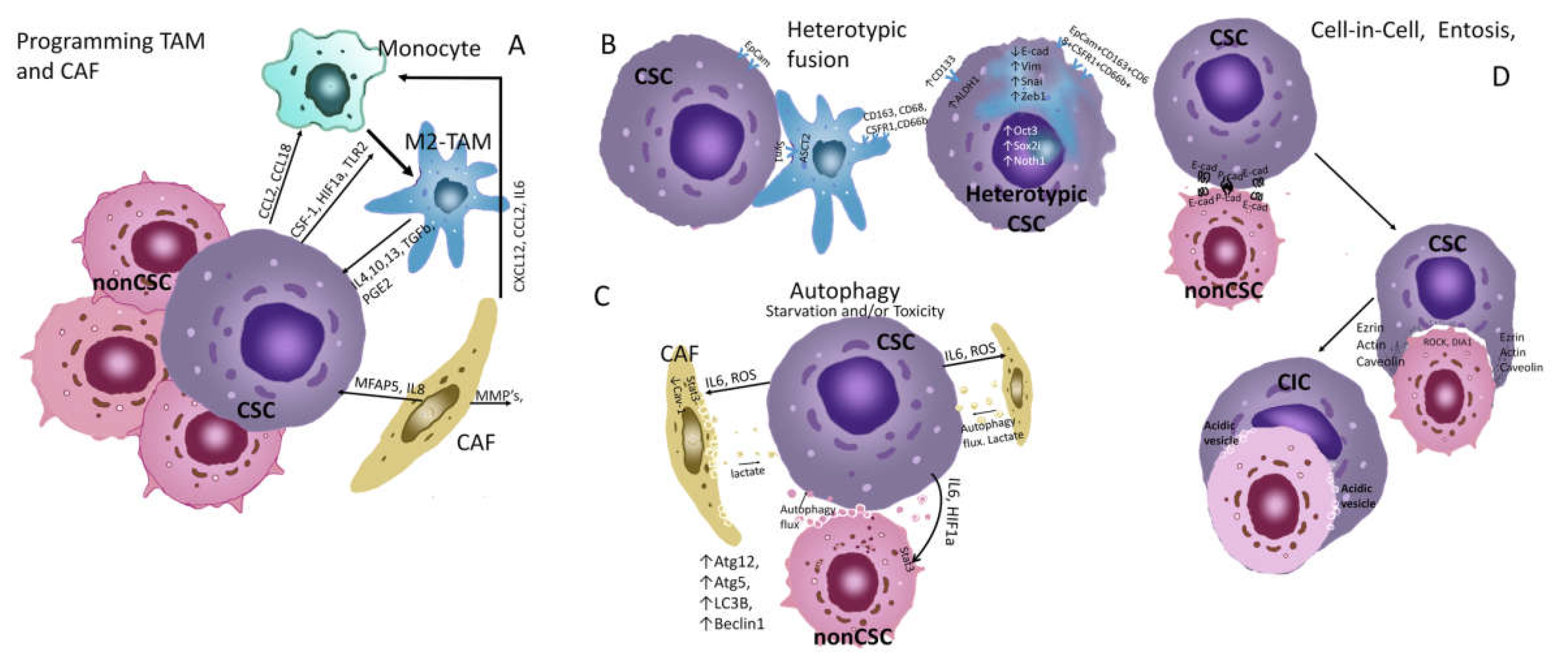 Ijms Free Full Text Tumour Stem Cells In Breast Cancer 3413