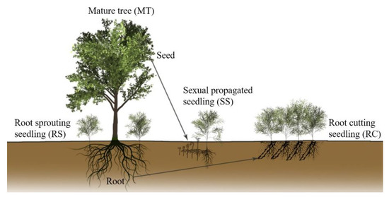The RpTOE1-RpFT Module Is Involved in Rejuvenation during Root-Based ...