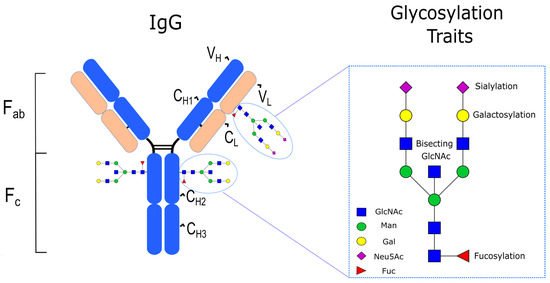 Microarray assessment of N-glycan-specific IgE and IgG profiles