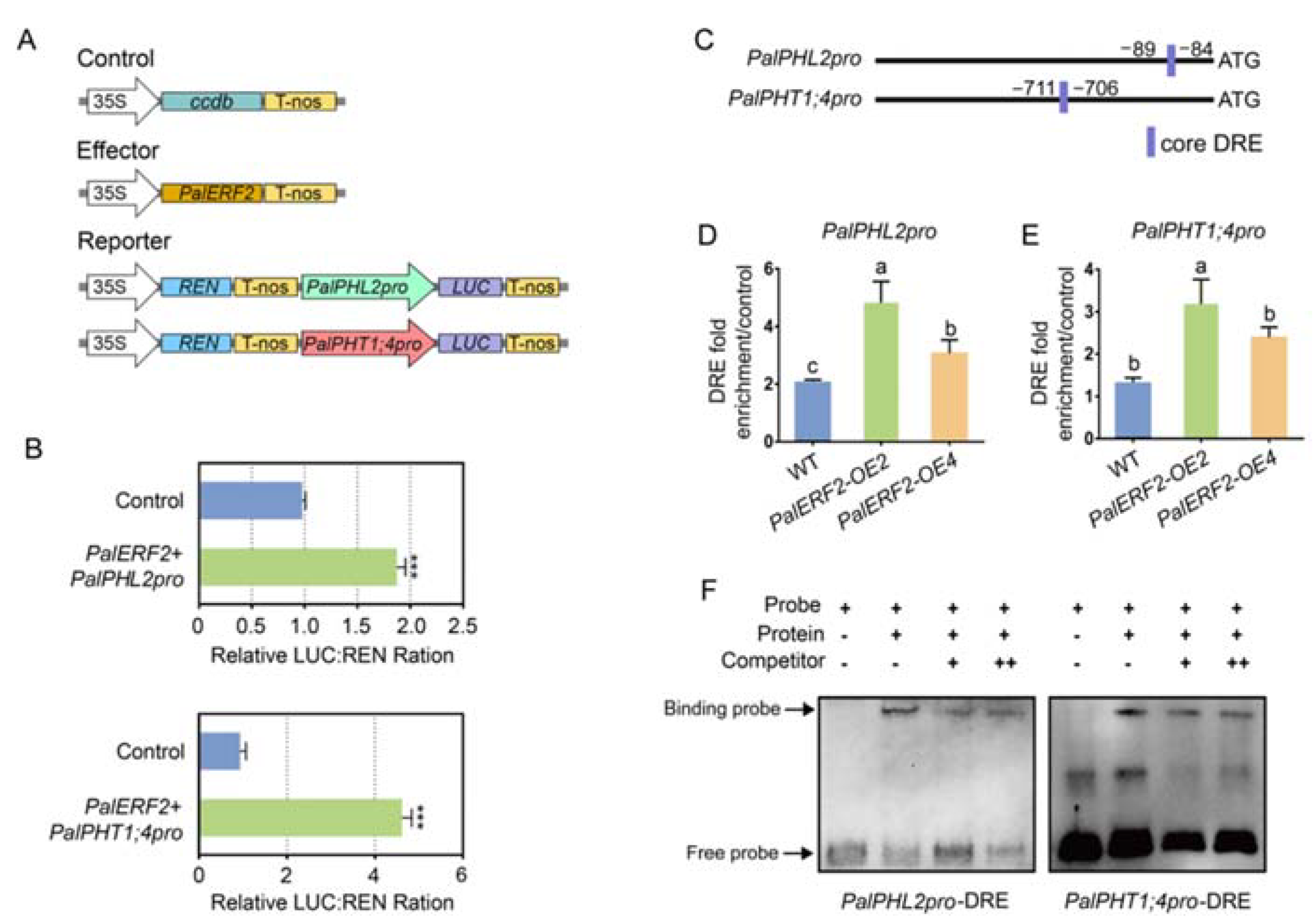 Ijms Free Full Text One Ap2erf Transcription Factor Positively Regulates Pi Uptake And 7572