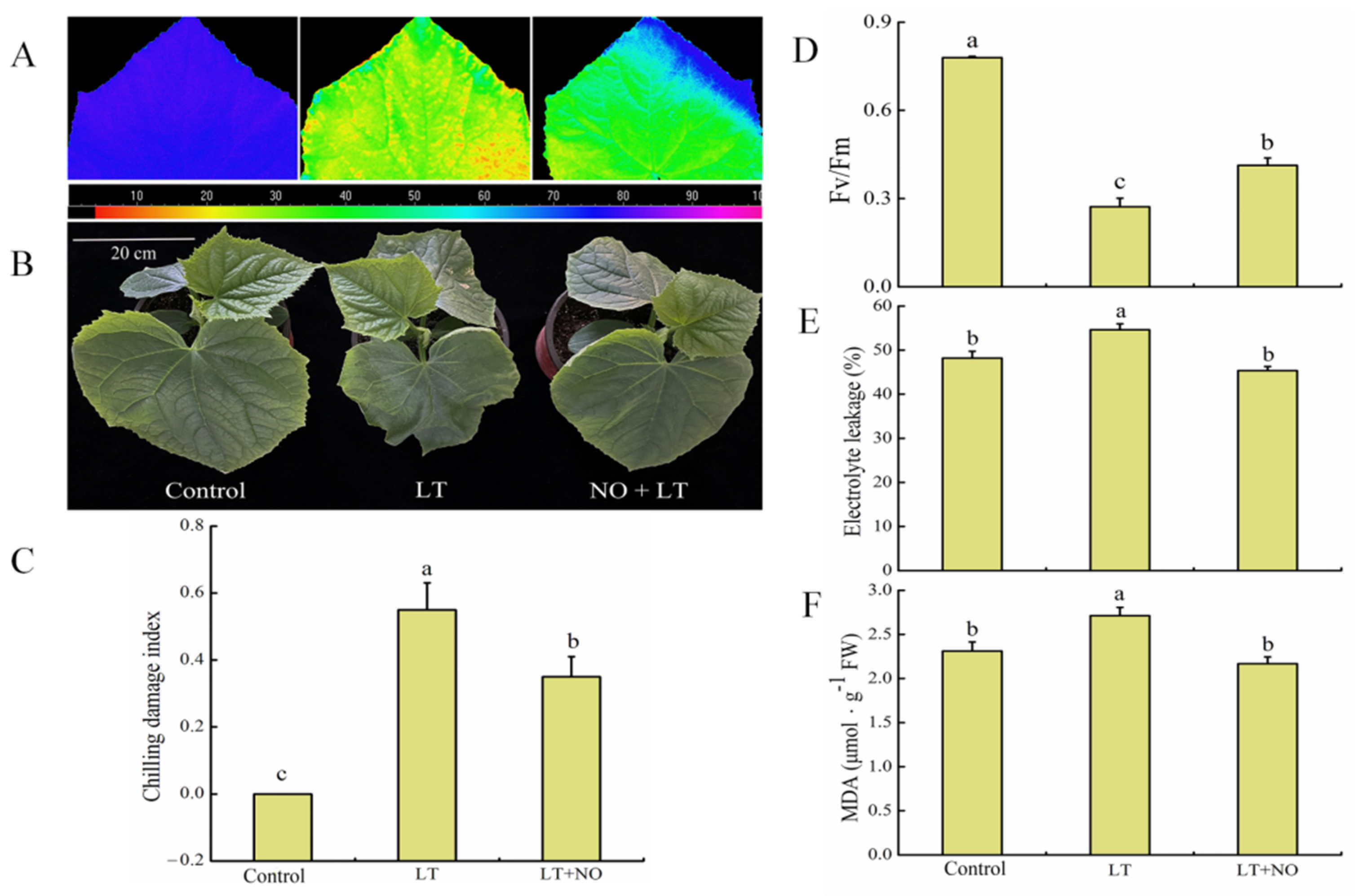 IJMS | Free Full-Text | Unveiling Molecular Mechanisms of Nitric 