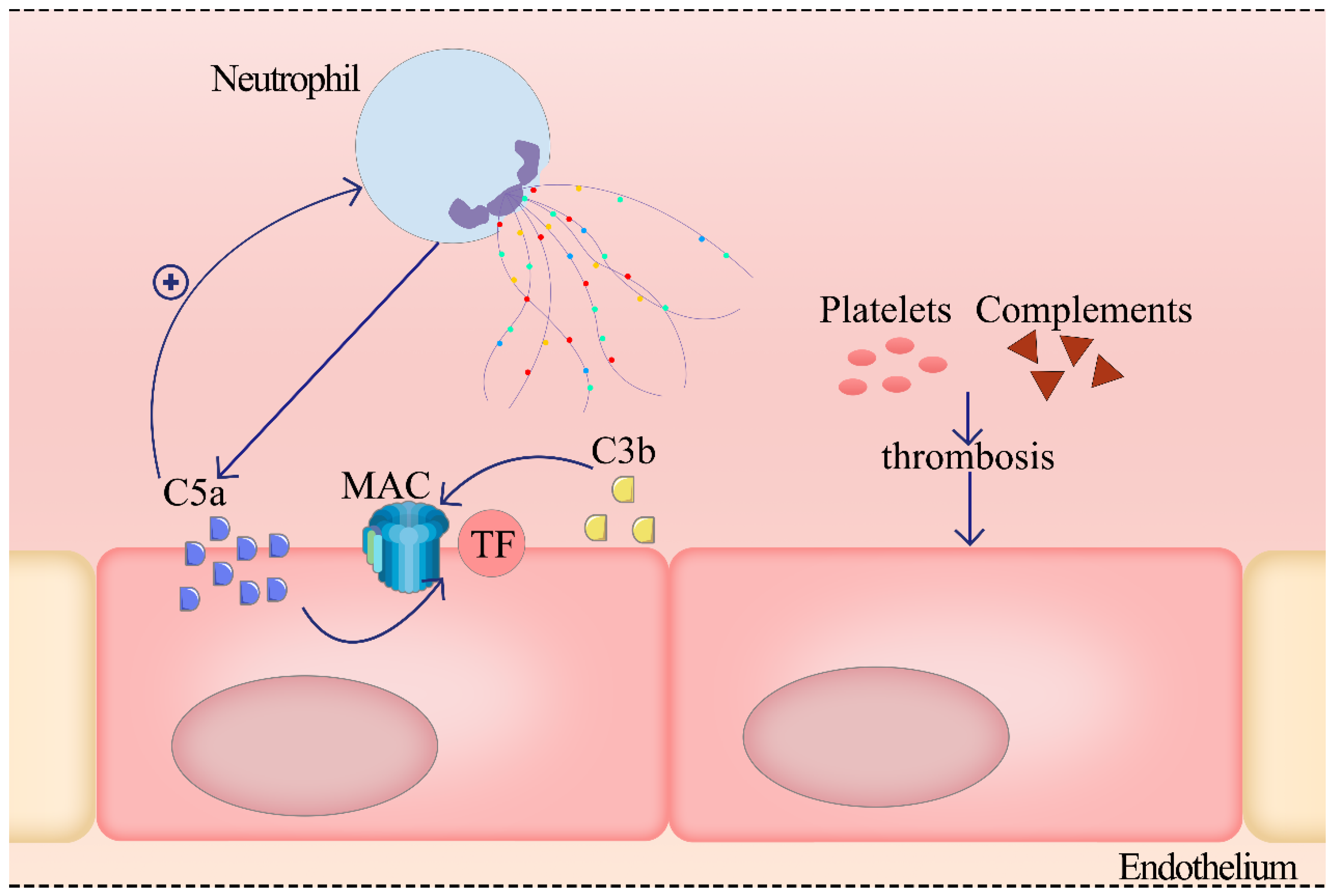 Ijms Free Full Text Endothelial Dysfunction Induced By Extracellular Neutrophil Traps Plays 0710