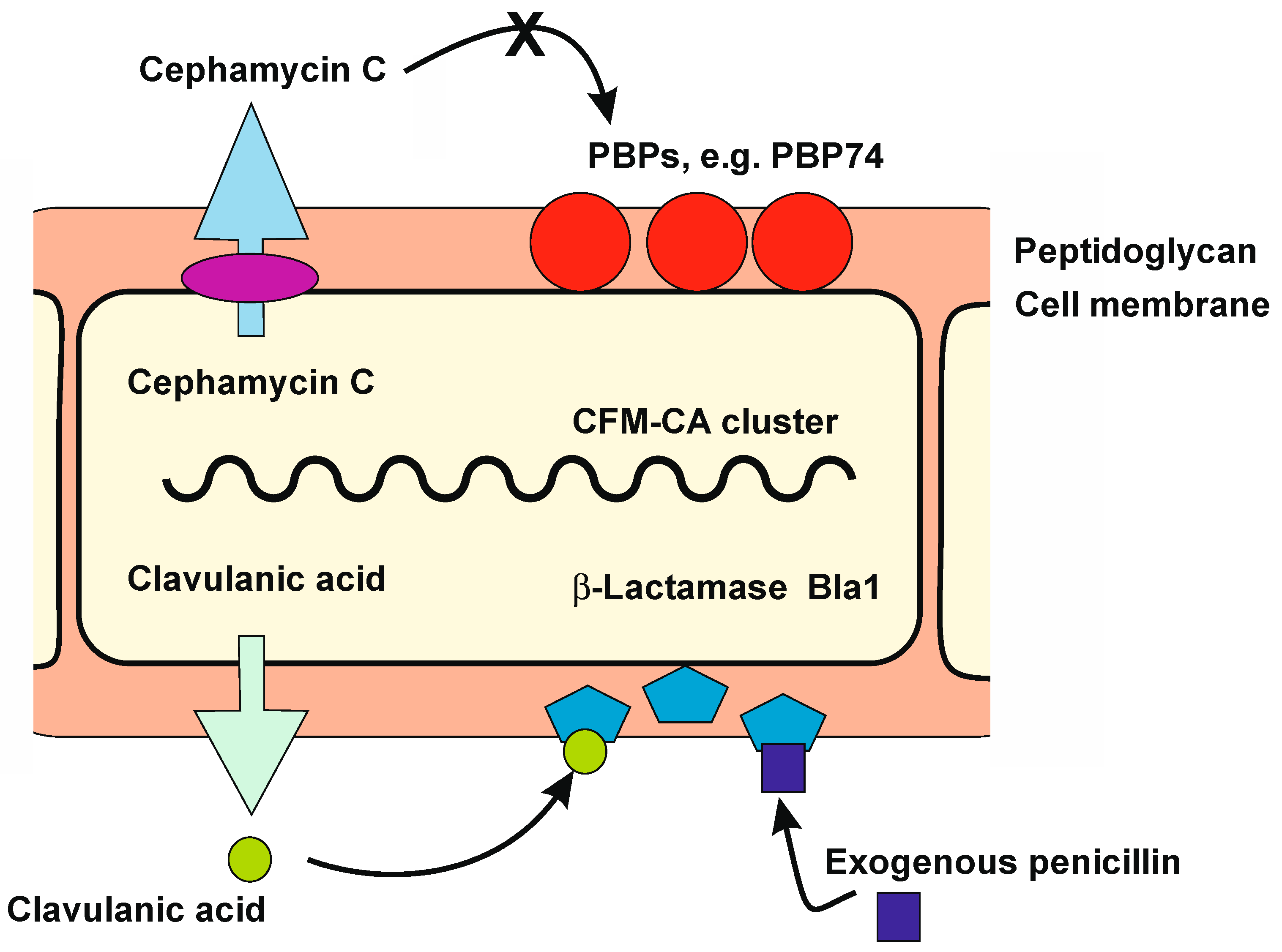 Penicillin Classification Mode Of Action And Penicillin Penicillin Classification Mode Of Action And Penicillin