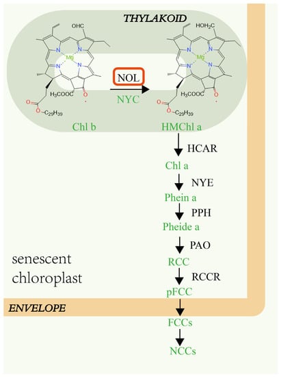 IJMS | Free Full-Text | Expression Of A Chlorophyll B Reductase Gene ...