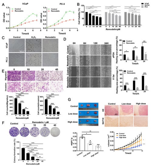 IJMS | Free Full-Text | Inhibition of N-Acetyltransferase 10 Suppresses ...