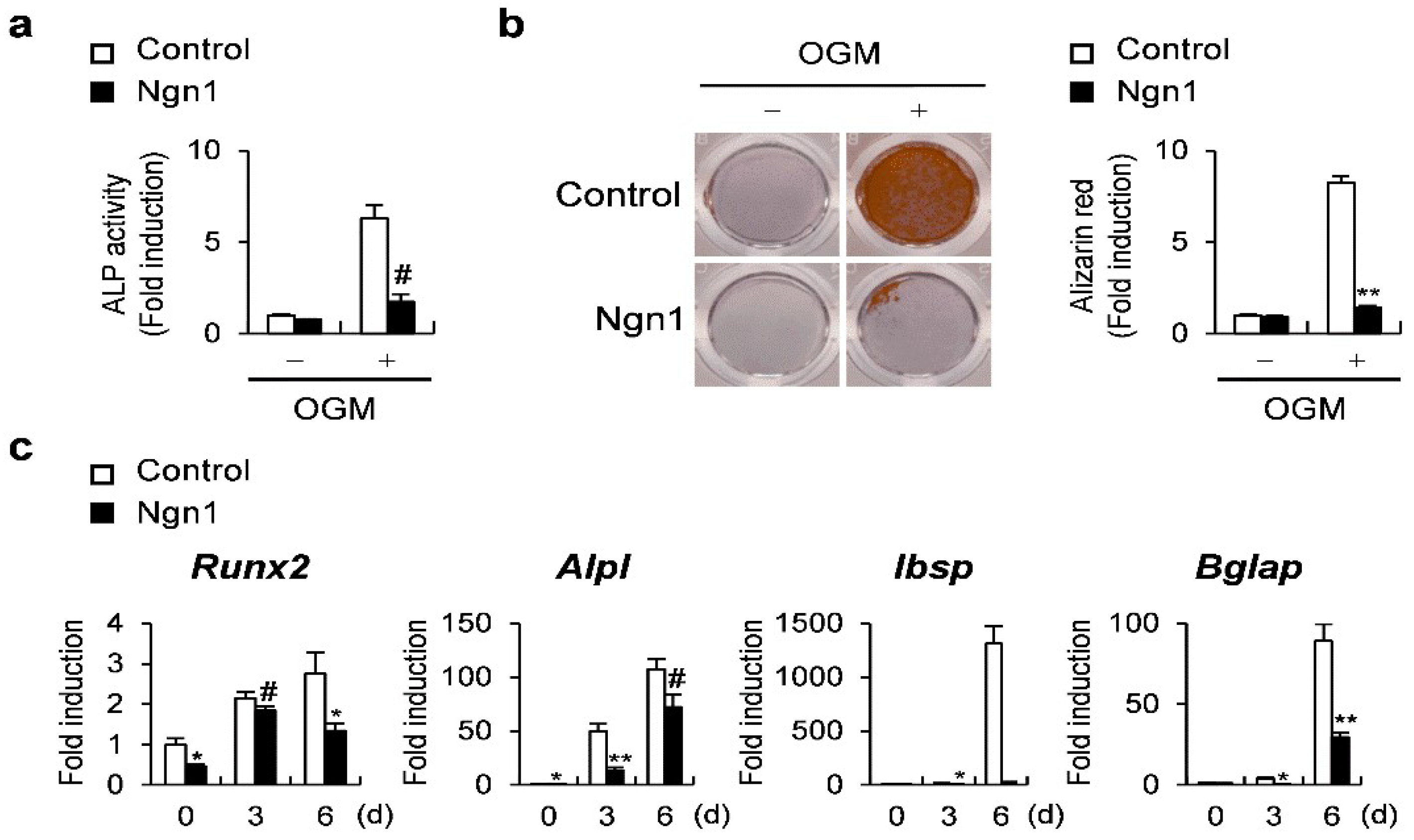 The effects of genetic overexpression of Smad1 within osteoblast on