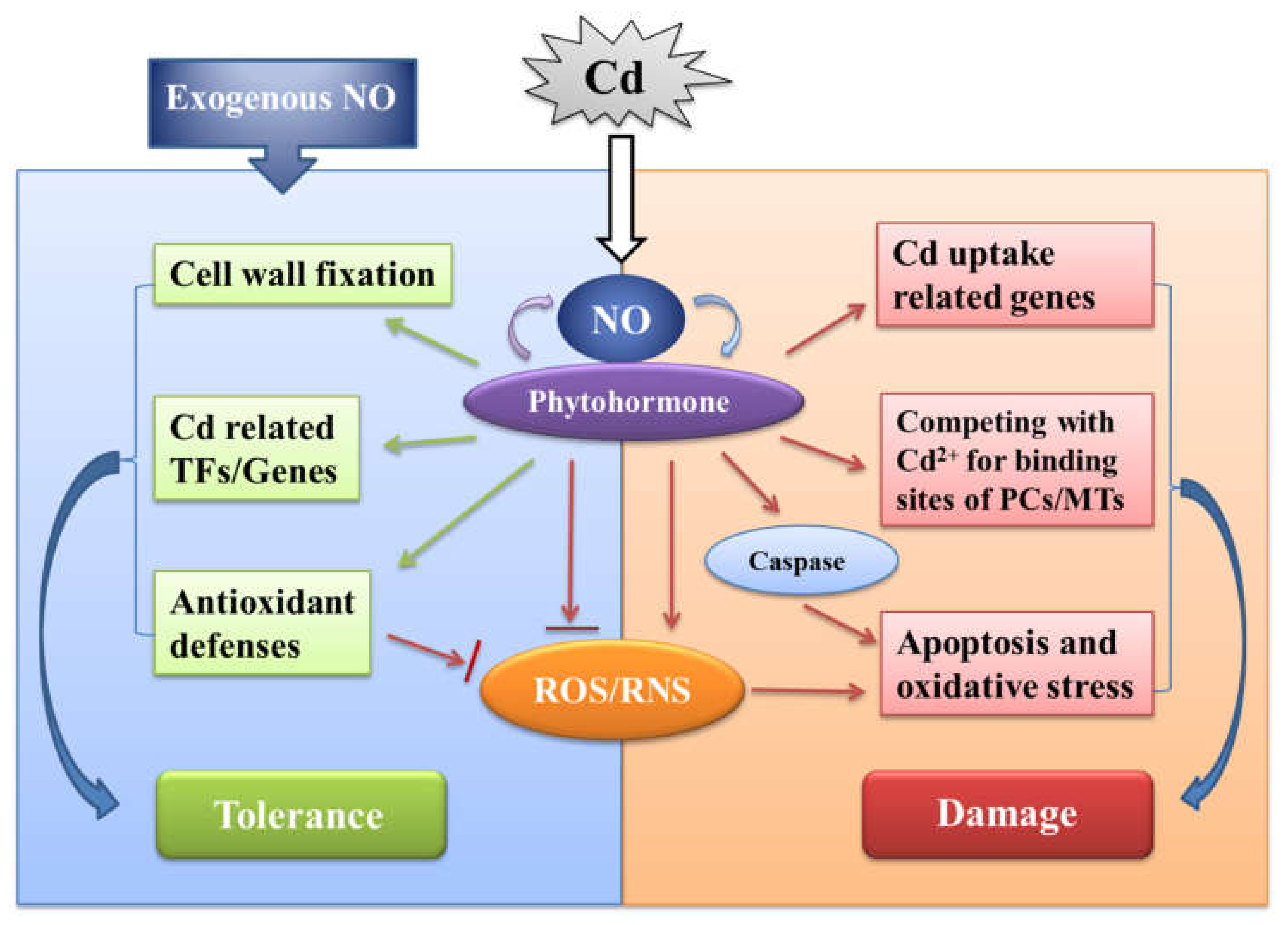 Nitric oxide and relaxation response