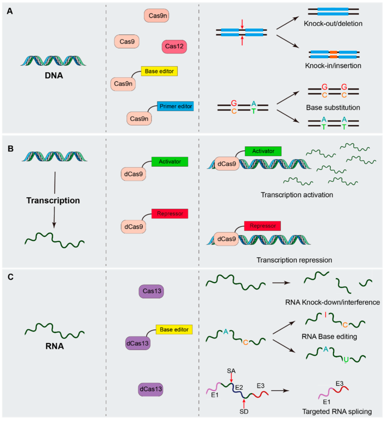 The CRISPR-Cas12a Platform for Accurate Genome Editing, Gene Disruption,  and Efficient Transgene Integration in Human Immune Cells