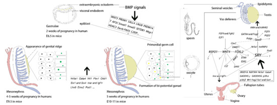 Early Gonadal Development and Sex Determination in Mammal